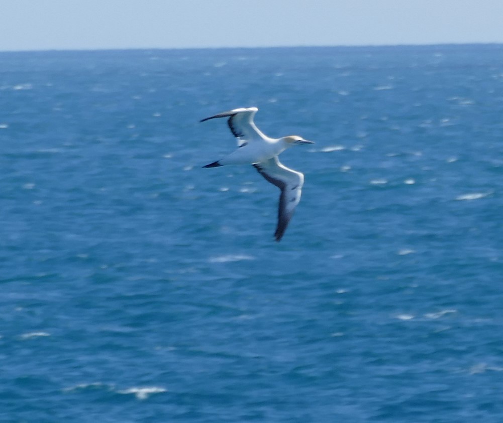 Australasian Gannet - ML643641648