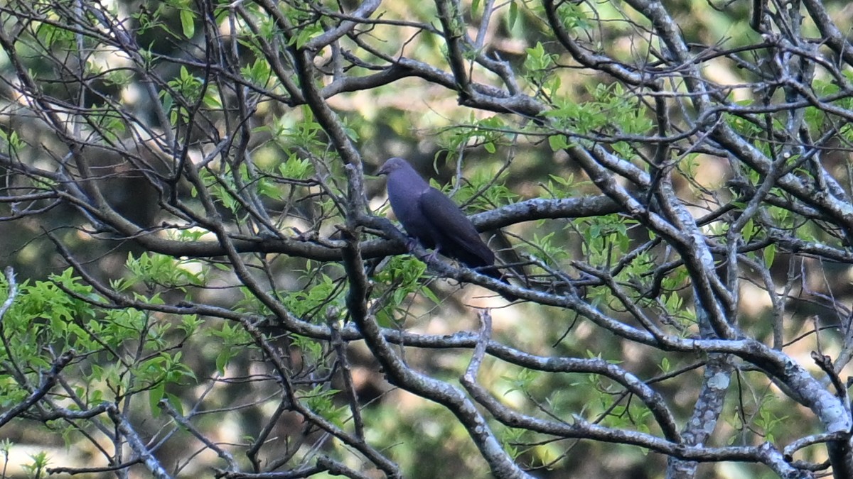 Plumbeous Pigeon - ML643641651