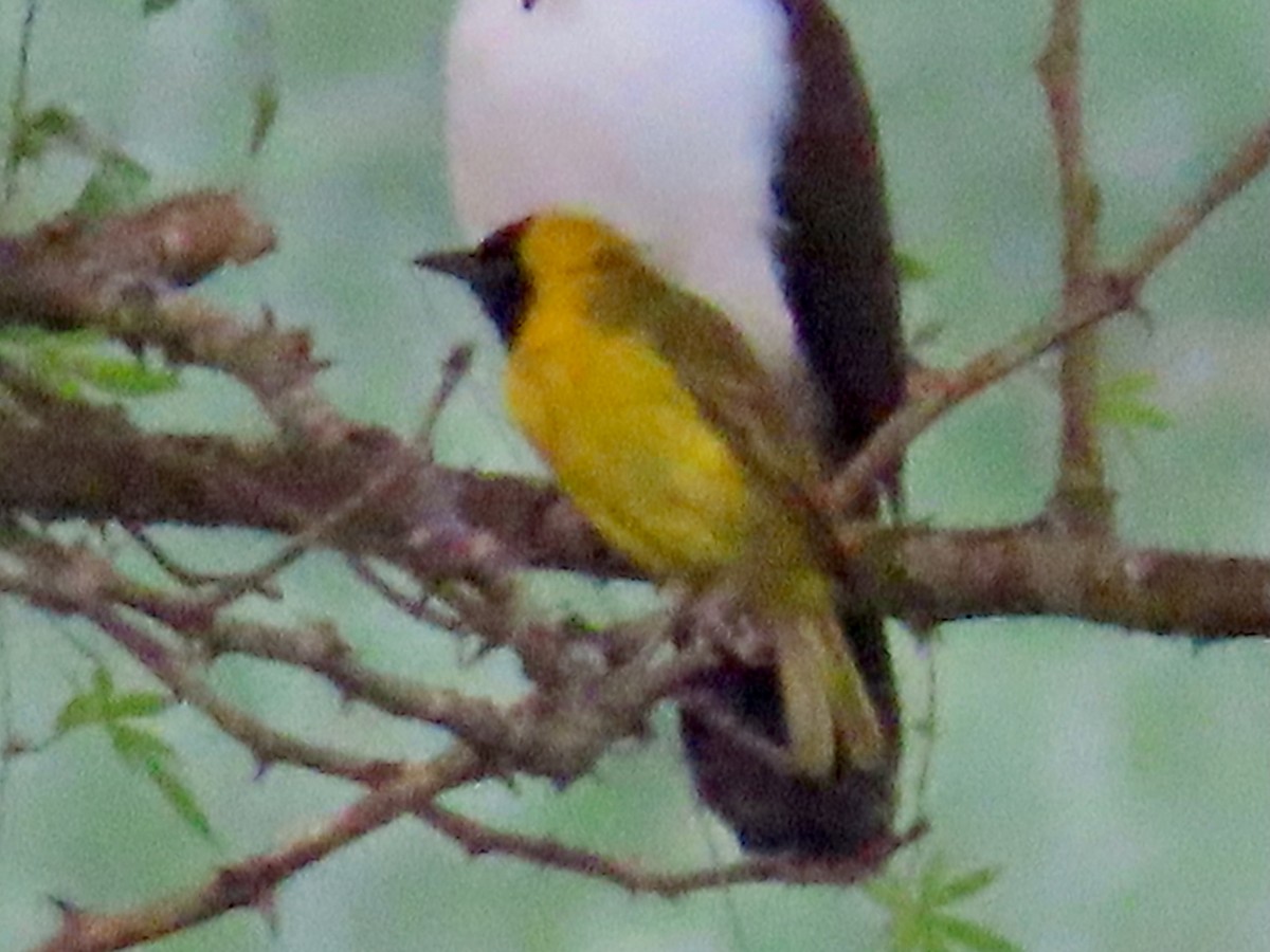 Slender-billed Weaver - ML643641679