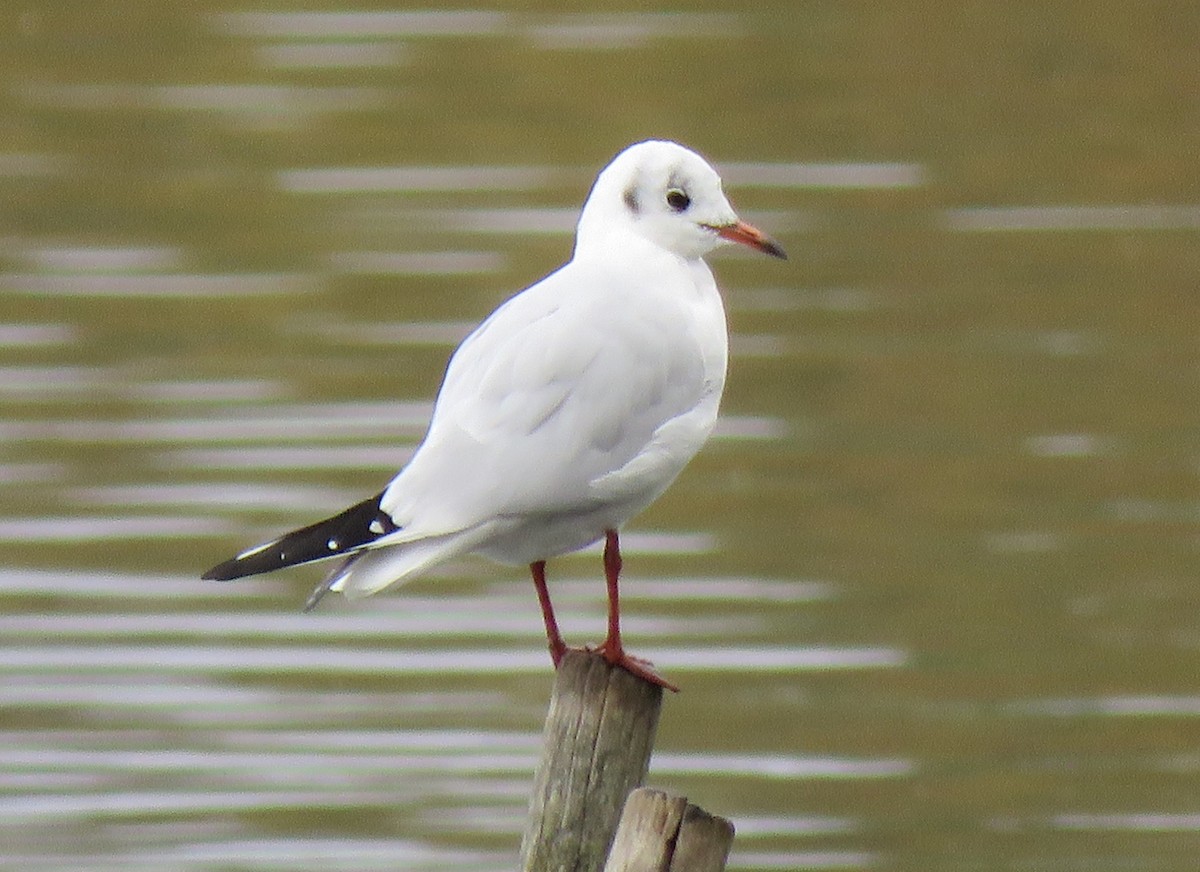 Black-headed Gull - ML643641680