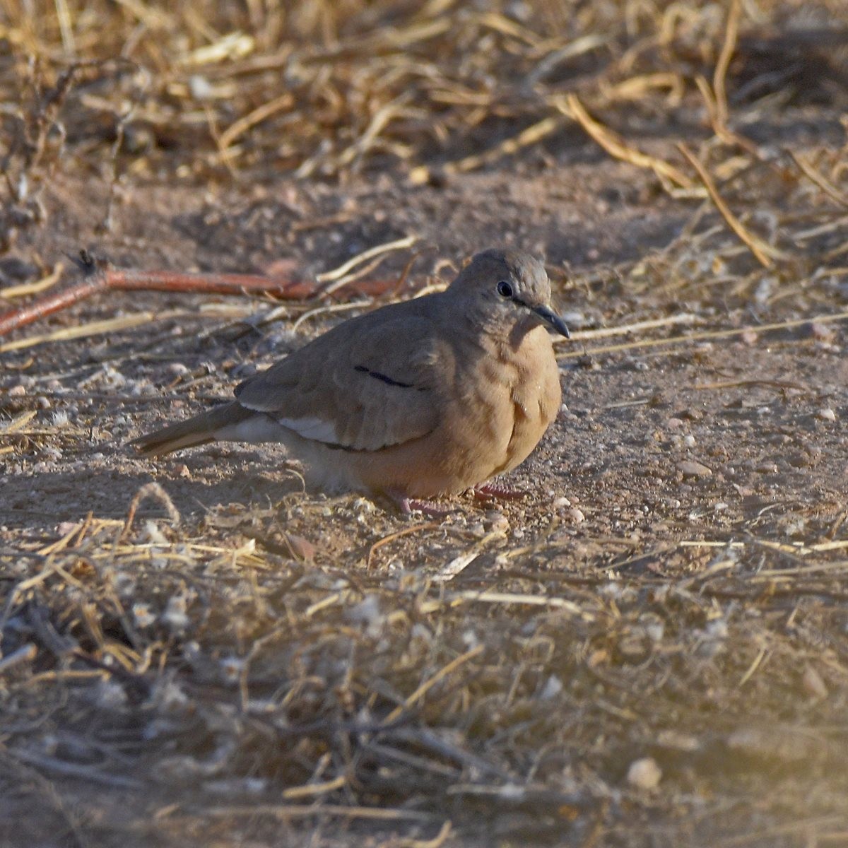 Picui Ground Dove - ML643641683