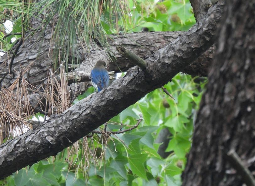 Blue-and-white Flycatcher - ML643641684