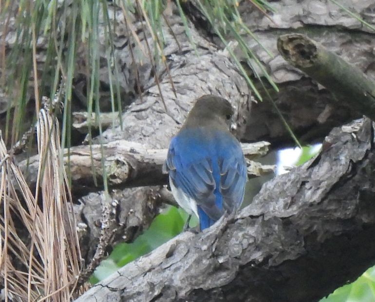 Blue-and-white Flycatcher - ML643641685