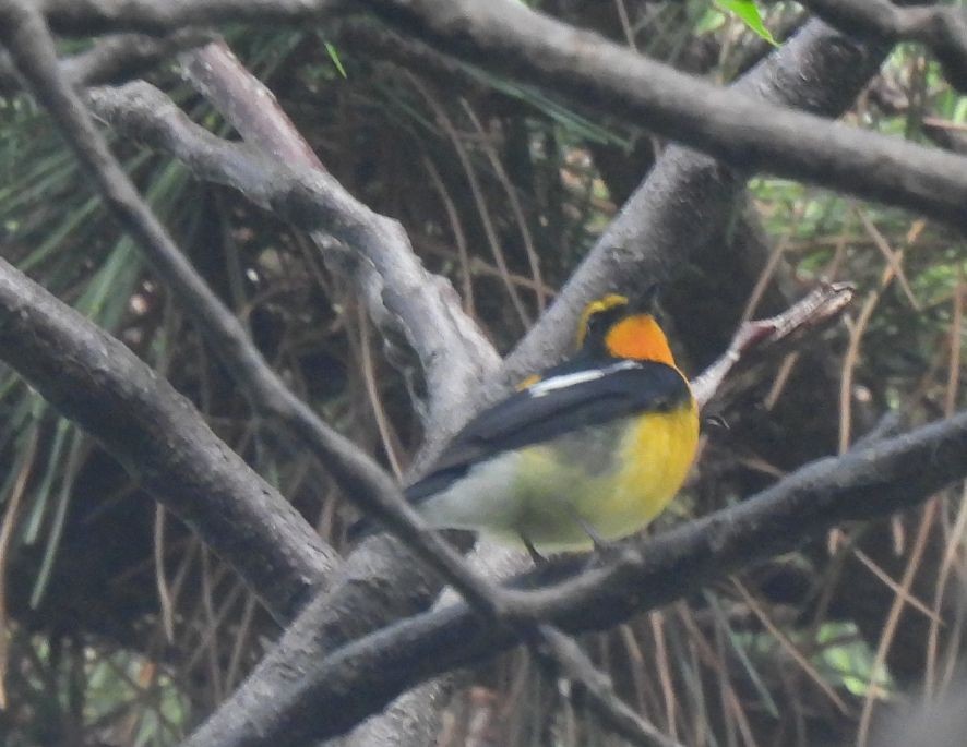 Narcissus Flycatcher - ML643641694