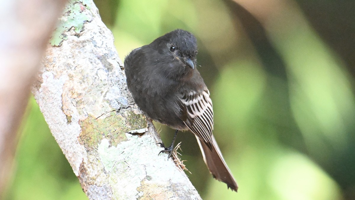 Black Phoebe (White-winged) - ML643641720
