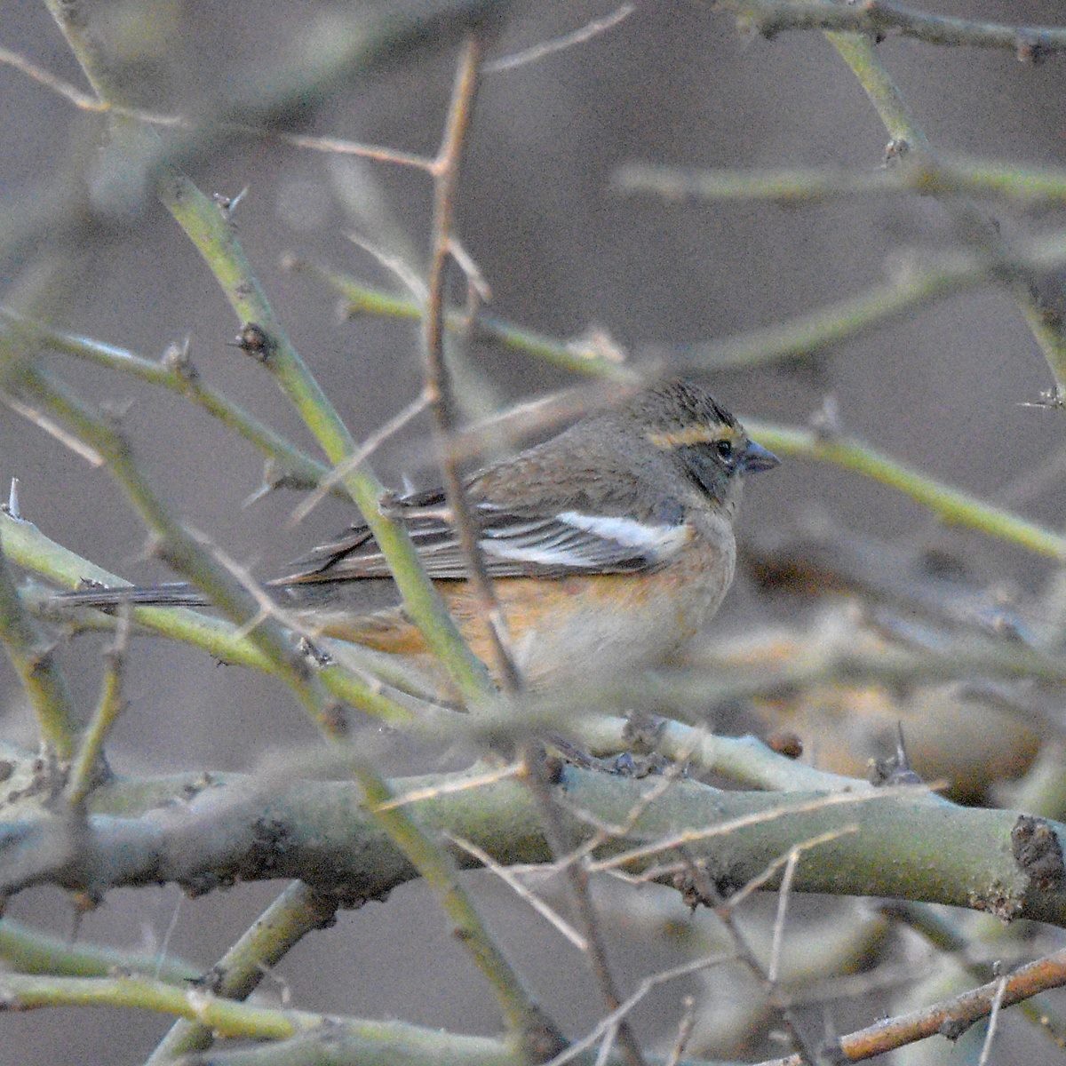 Cinnamon Warbling Finch - ML643641734