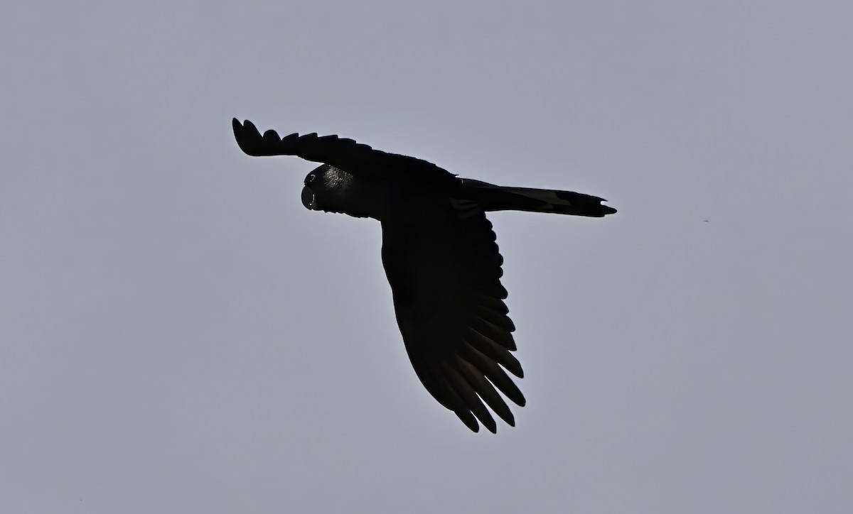 Carnaby's Black-Cockatoo - ML643641758