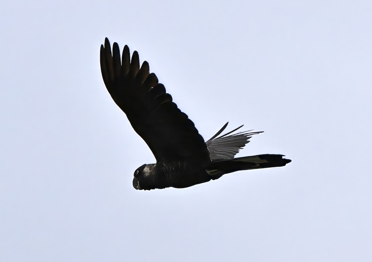 Carnaby's Black-Cockatoo - ML643641762