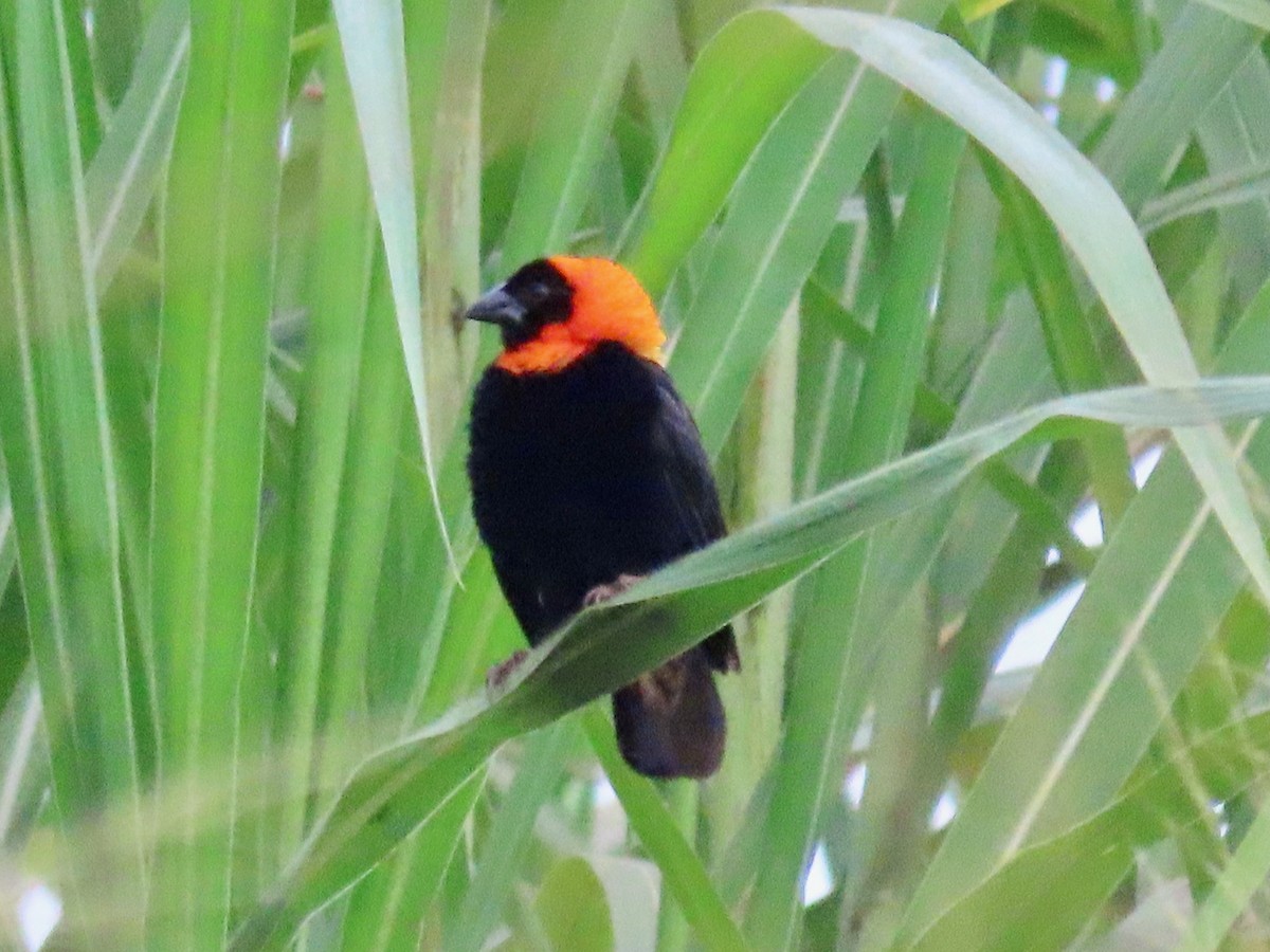 Black Bishop - ML643641780