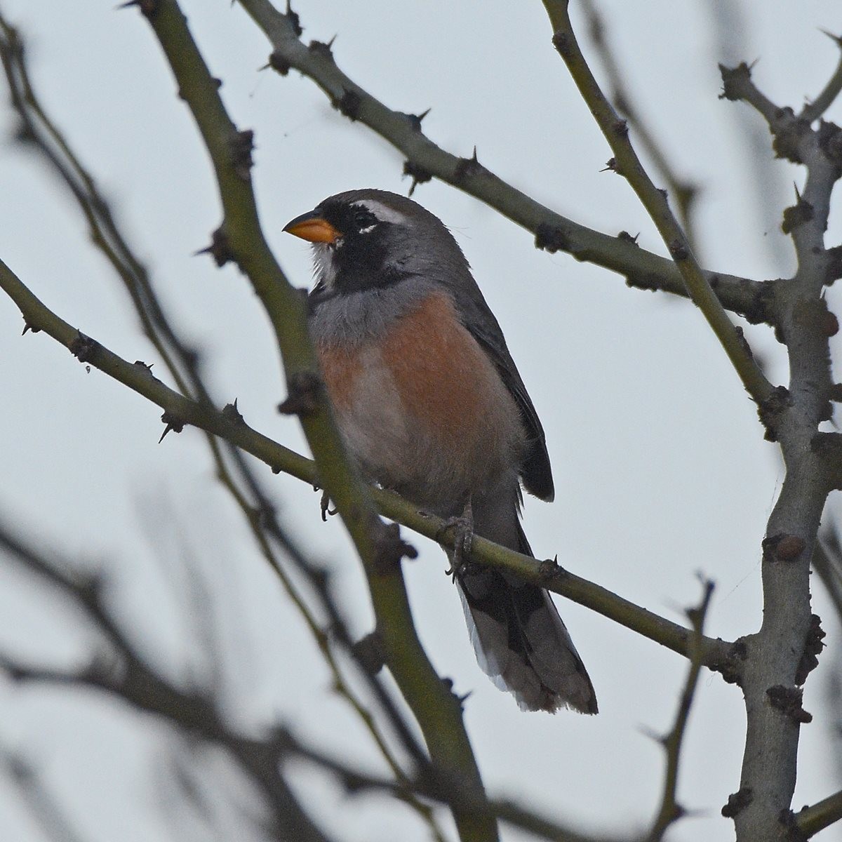 Saltator du Chaco - ML643641783