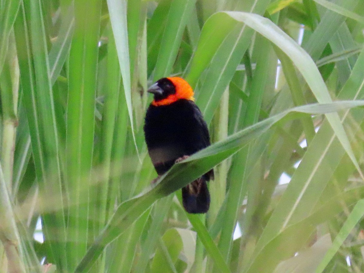 Black Bishop - ML643641784