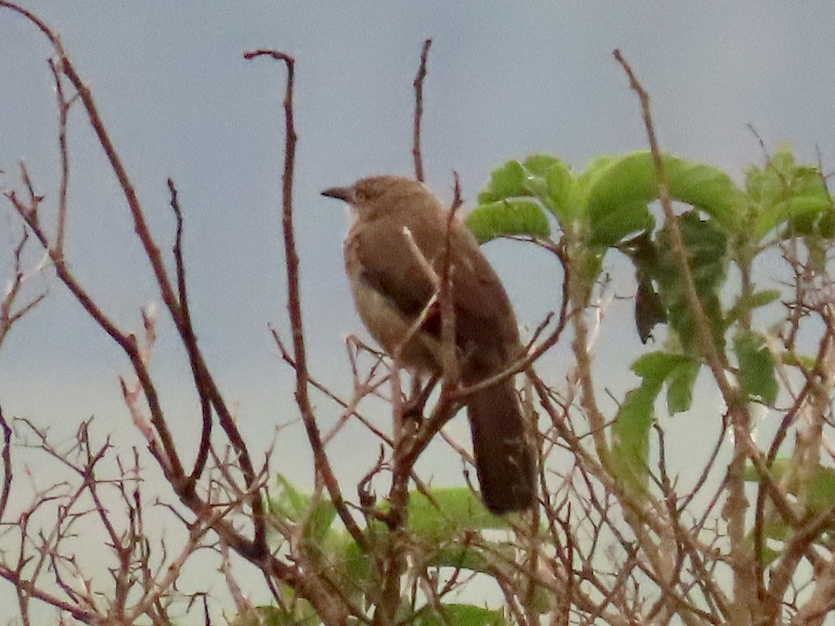 Brown Babbler - ML643641785