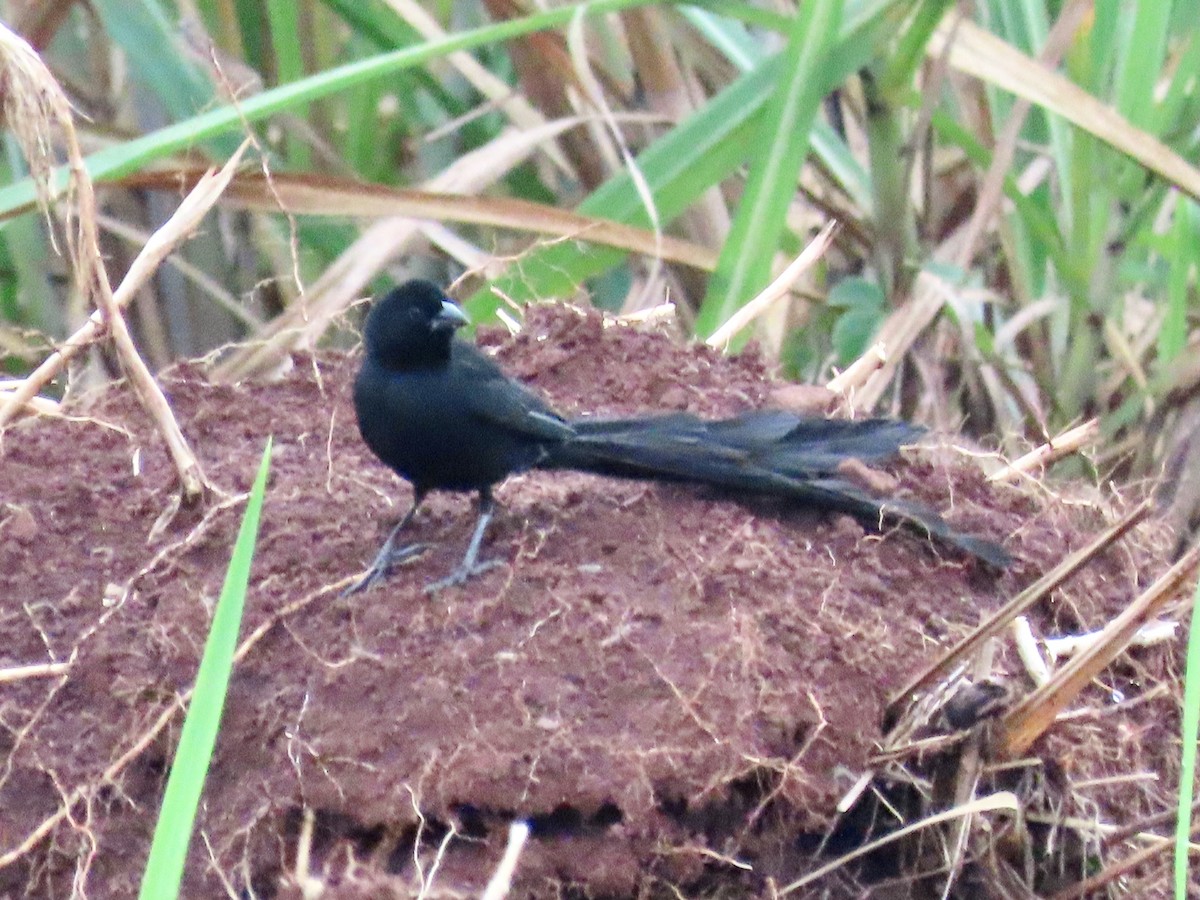 Red-collared Widowbird - ML643641789