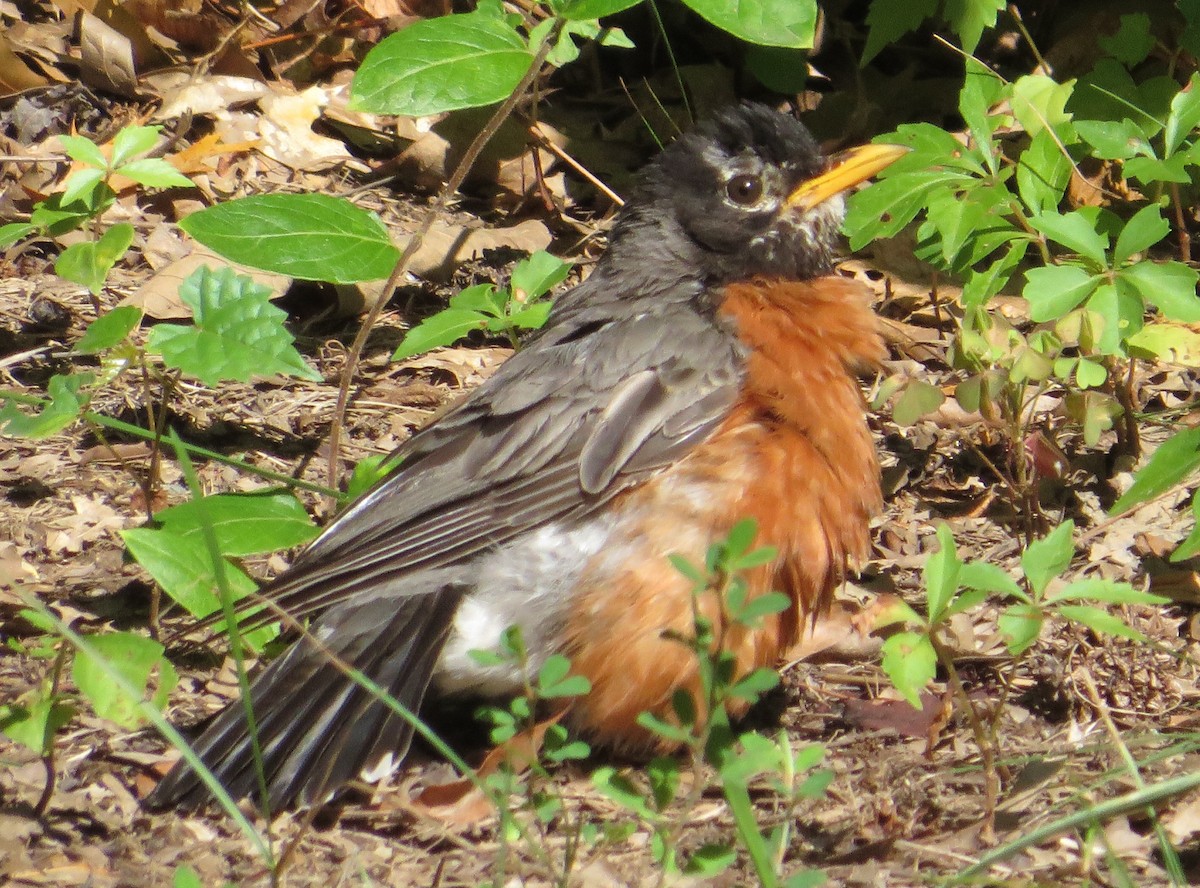 American Robin - ML64364181