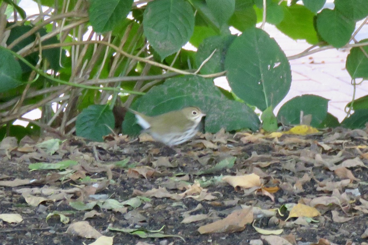 Ovenbird - ML643641822