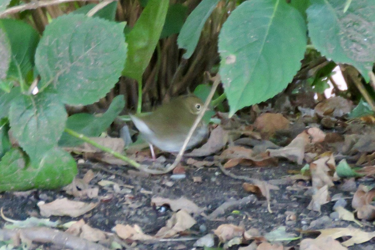 Ovenbird - ML643641823
