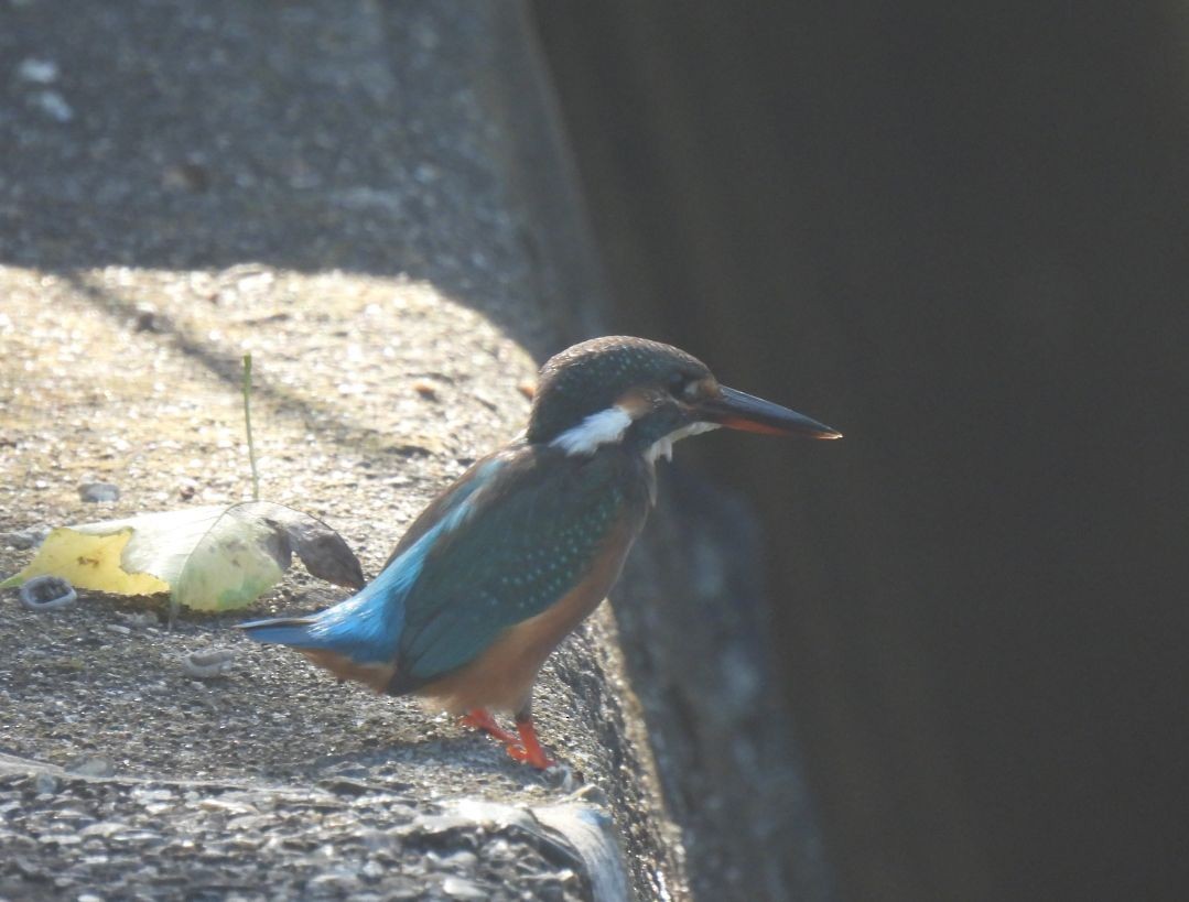 Common Kingfisher - ML643641824