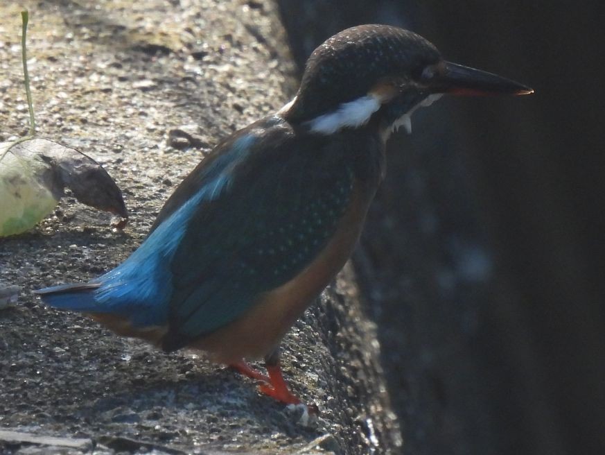 Common Kingfisher - ML643641825