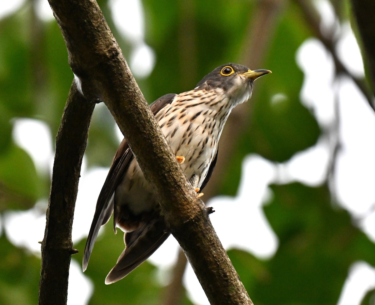 Malaysian Hawk-Cuckoo - ML643641828