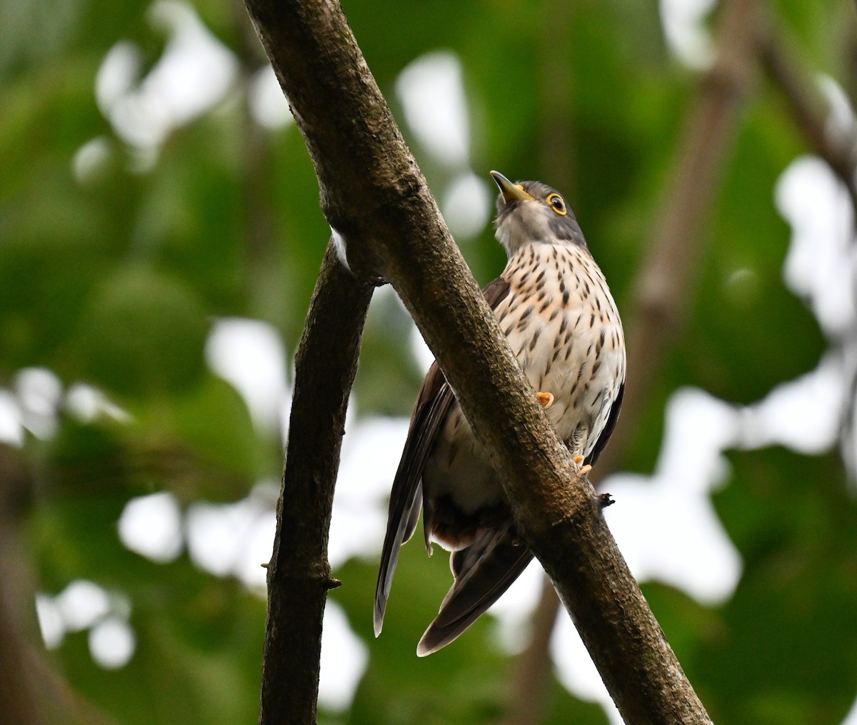 Malaysian Hawk-Cuckoo - ML643641829