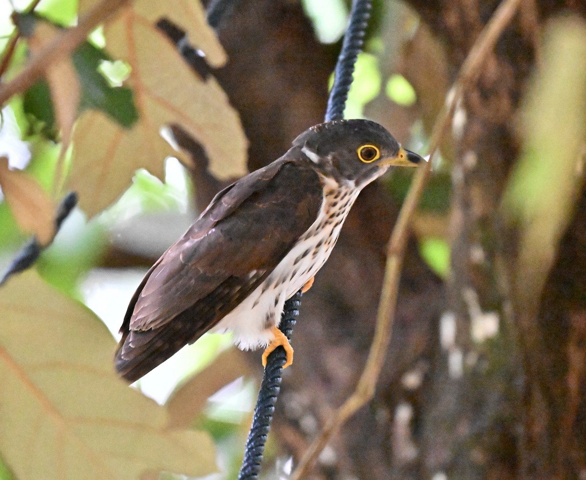 Malaysian Hawk-Cuckoo - ML643641831