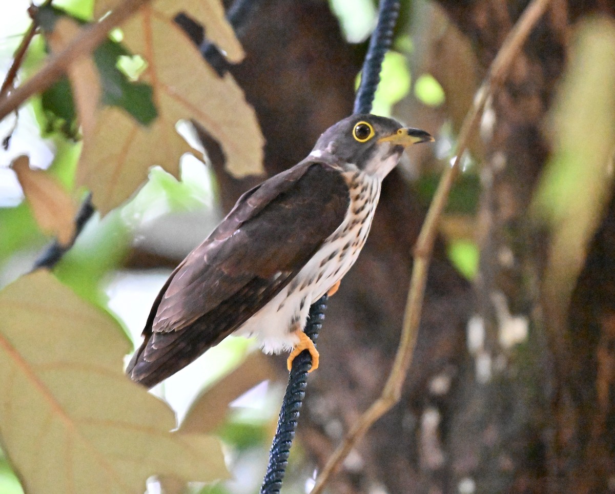 Malaysian Hawk-Cuckoo - ML643641832