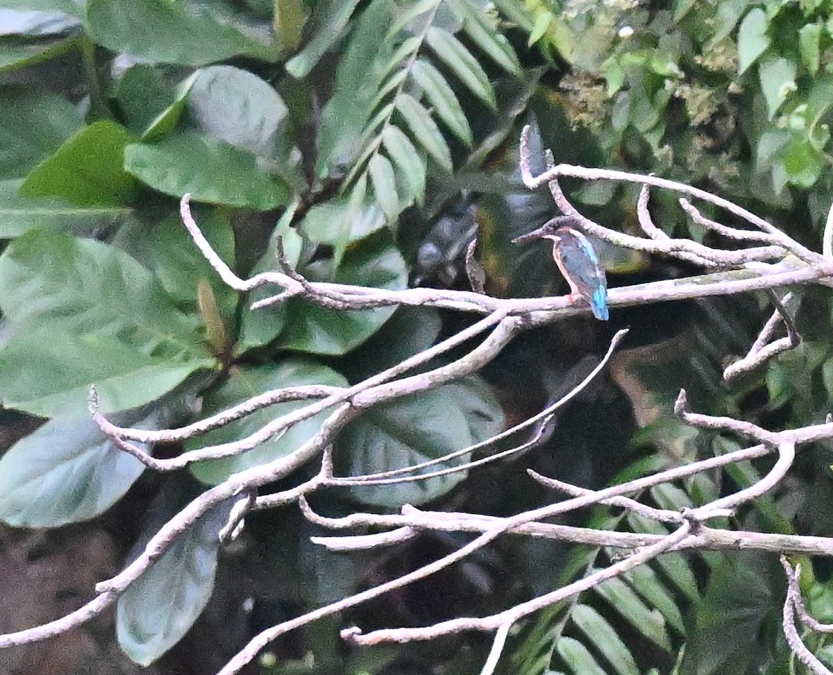 Common Kingfisher - ML643641839