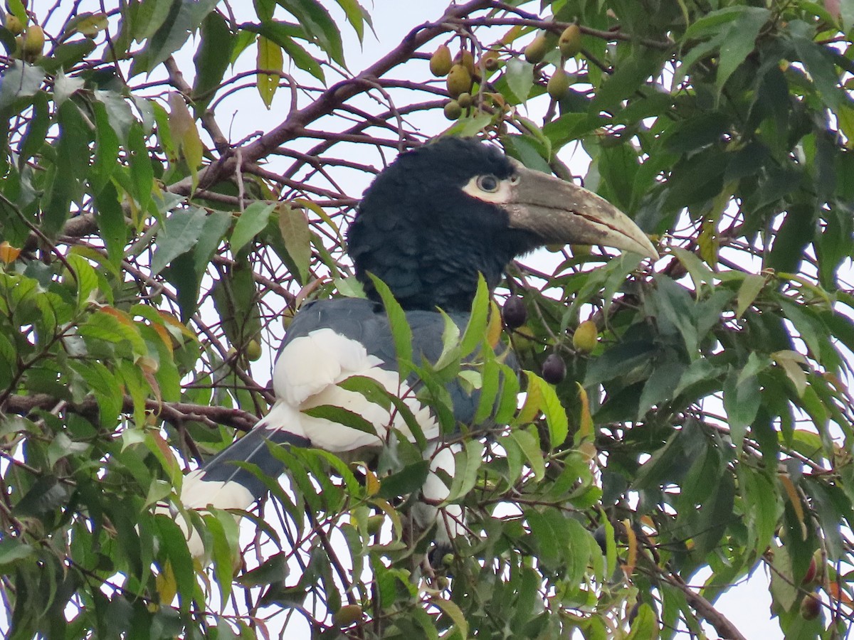 White-thighed Hornbill - ML643641852
