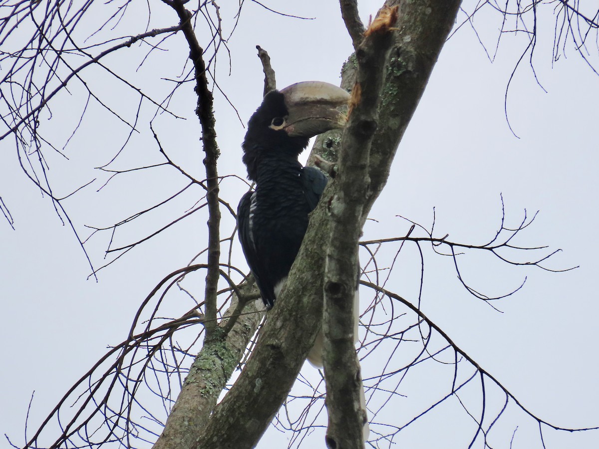 White-thighed Hornbill - ML643641856