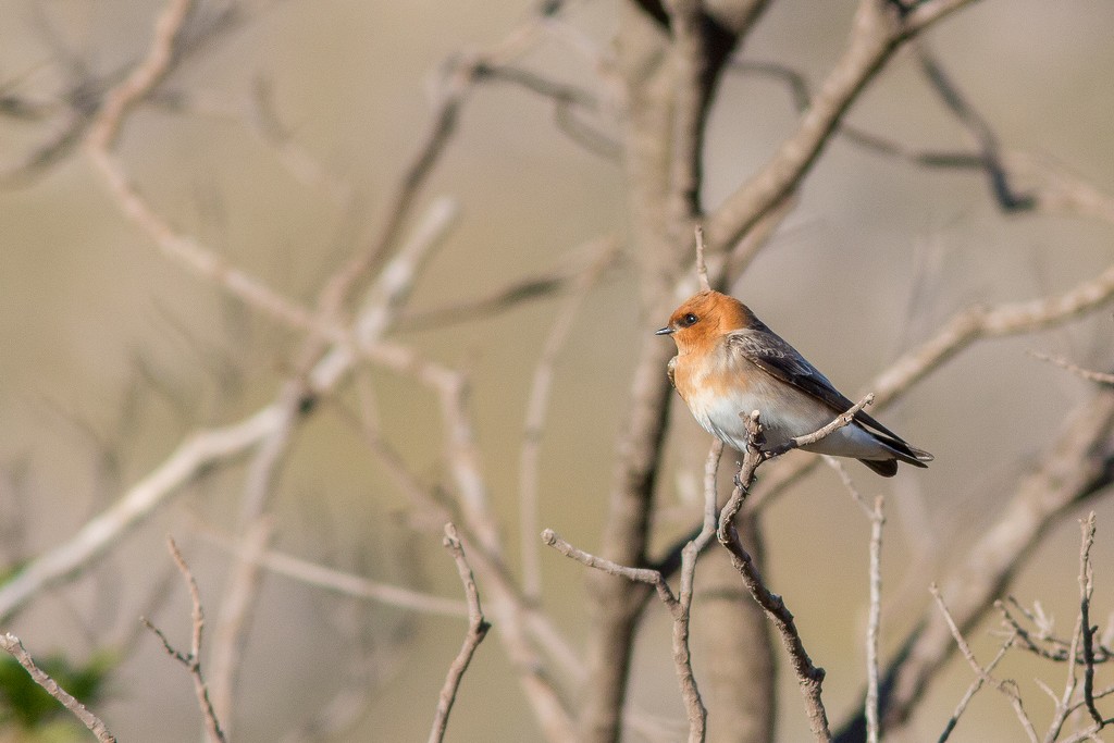 Tawny-headed Swallow - ML643641863
