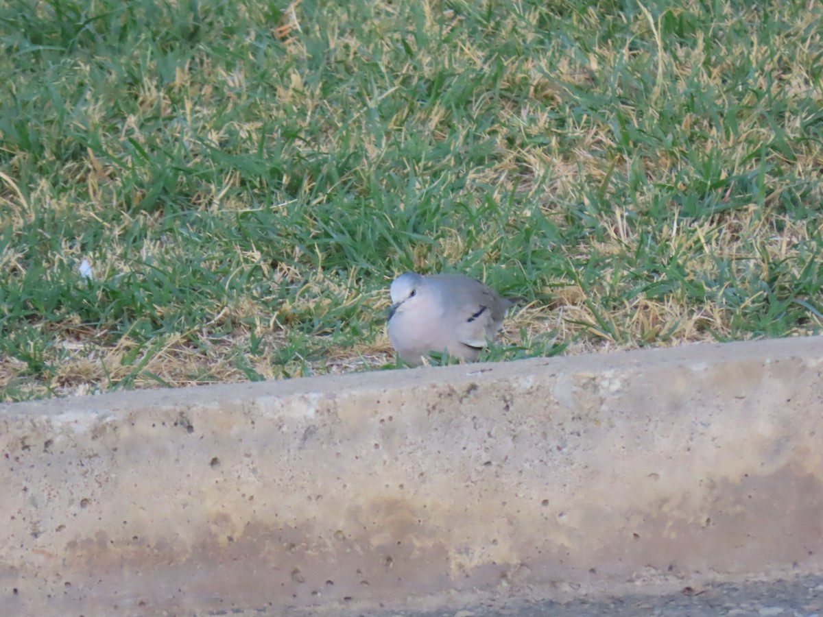 Picui Ground Dove - ML643641876
