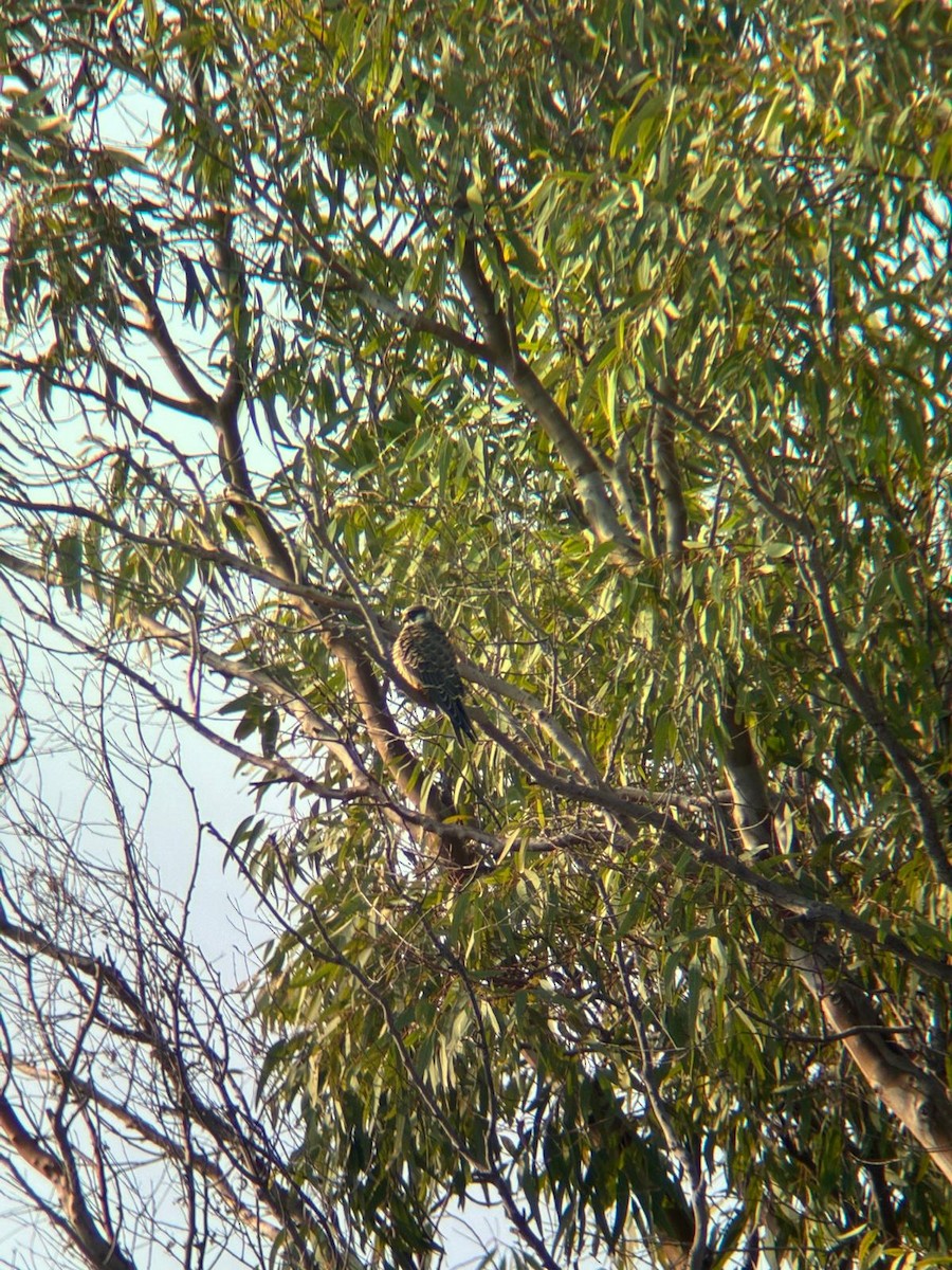Red-footed Falcon - ML643641894