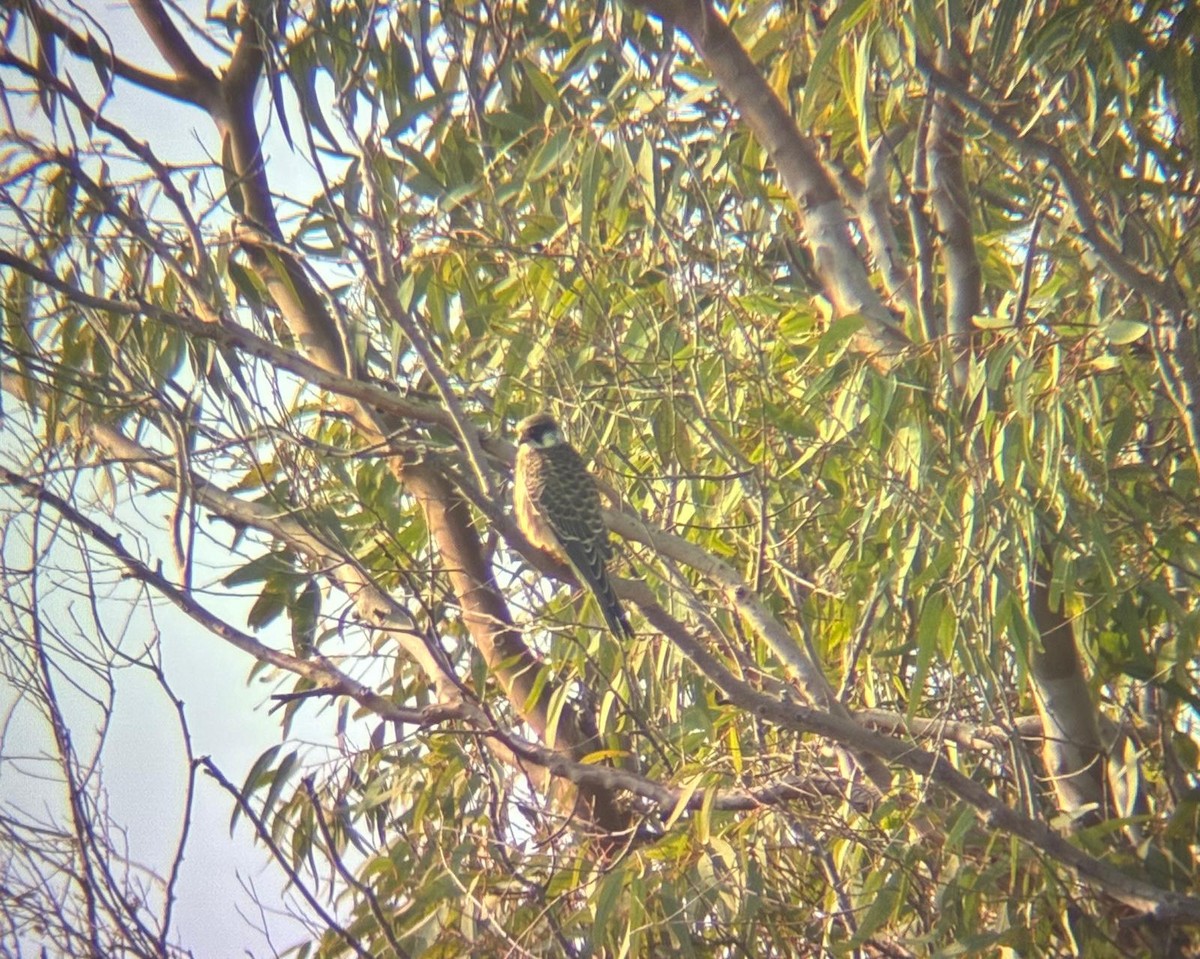 Red-footed Falcon - ML643641895