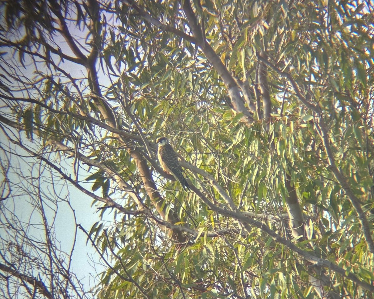 Red-footed Falcon - ML643641896