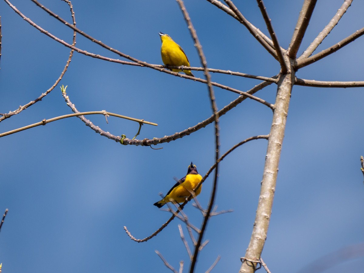 Purple-throated Euphonia - ML643641897