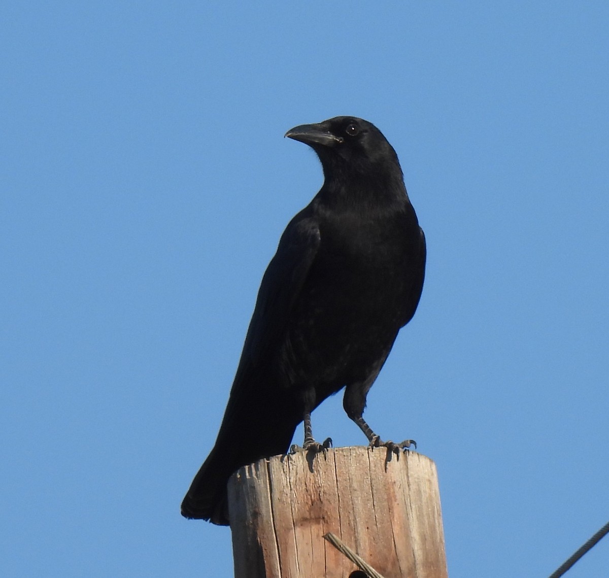 American Crow - ML643641911