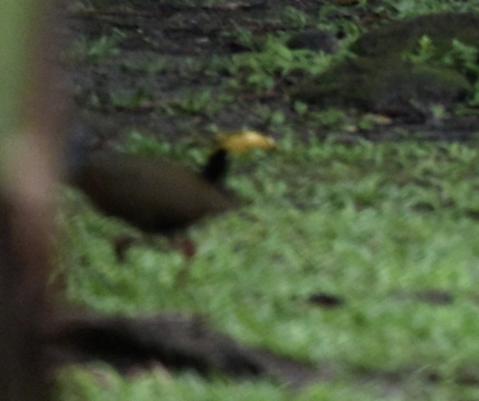 Gray-cowled Wood-Rail - ML643641915