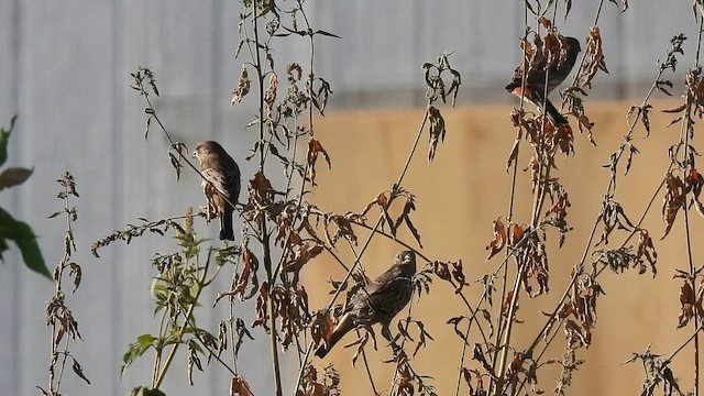 House Finch - ML643641916