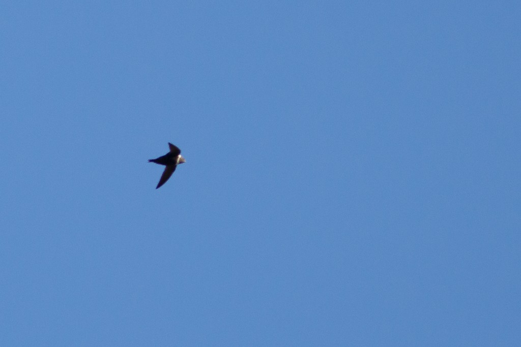 White-collared Swift - ML643641921