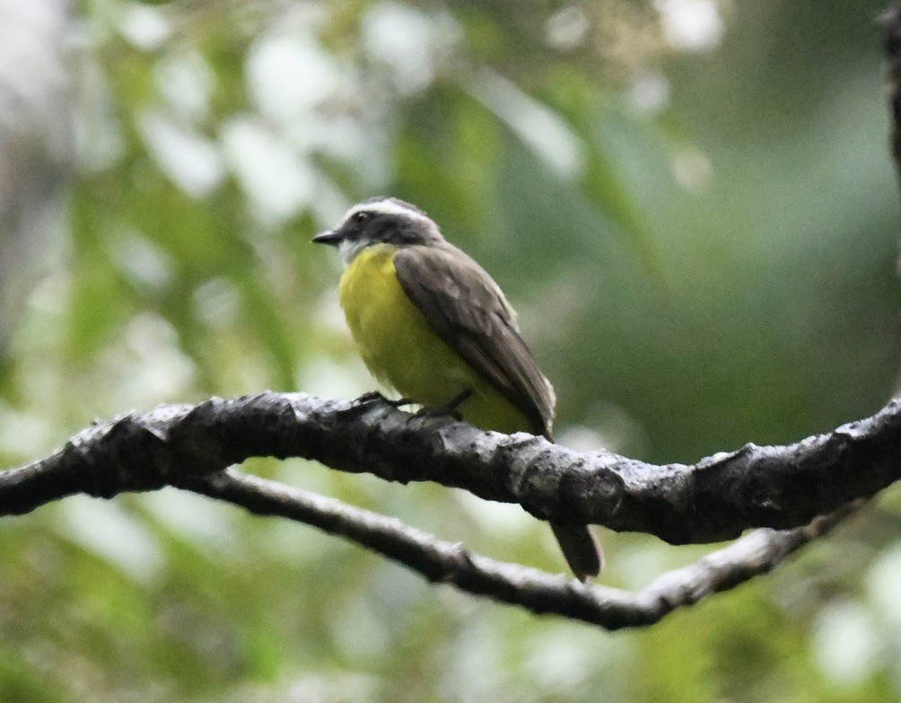 Rusty-margined Flycatcher - ML643641922