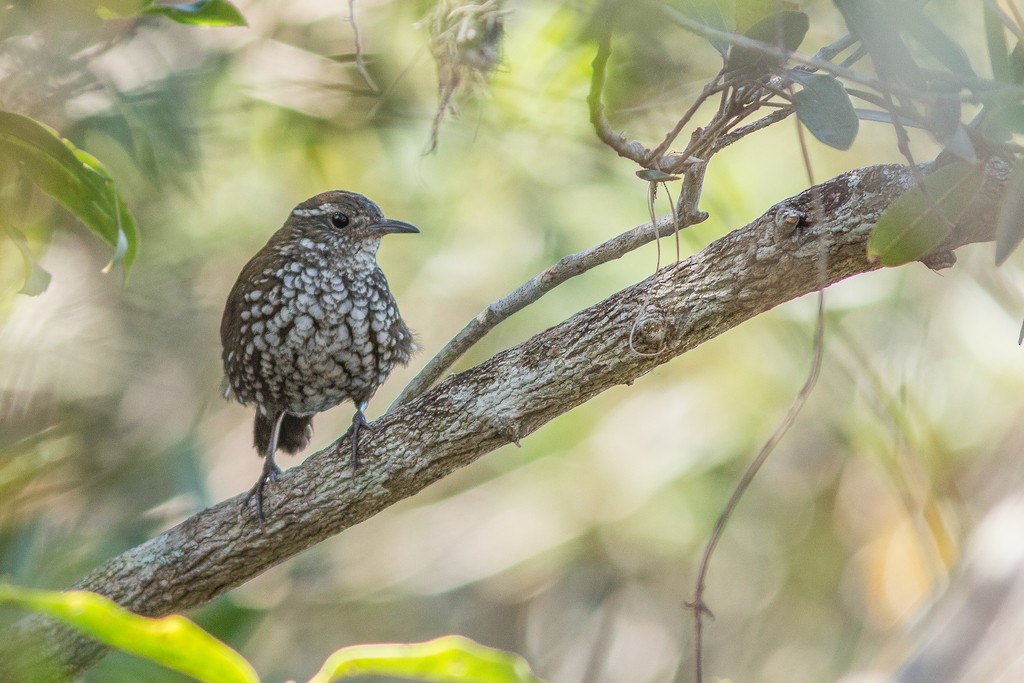 Sharp-tailed Streamcreeper - ML643641941