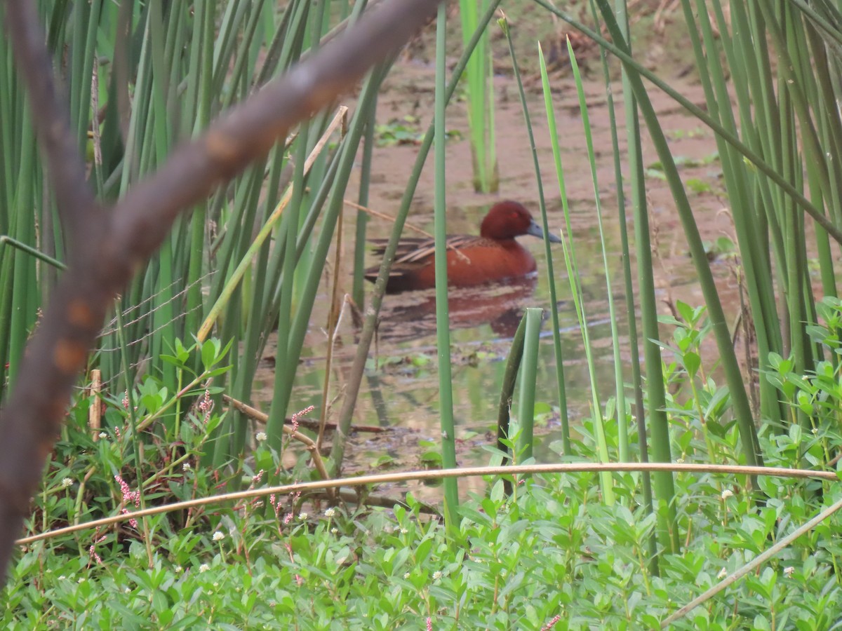 Cinnamon Teal - ML643642009