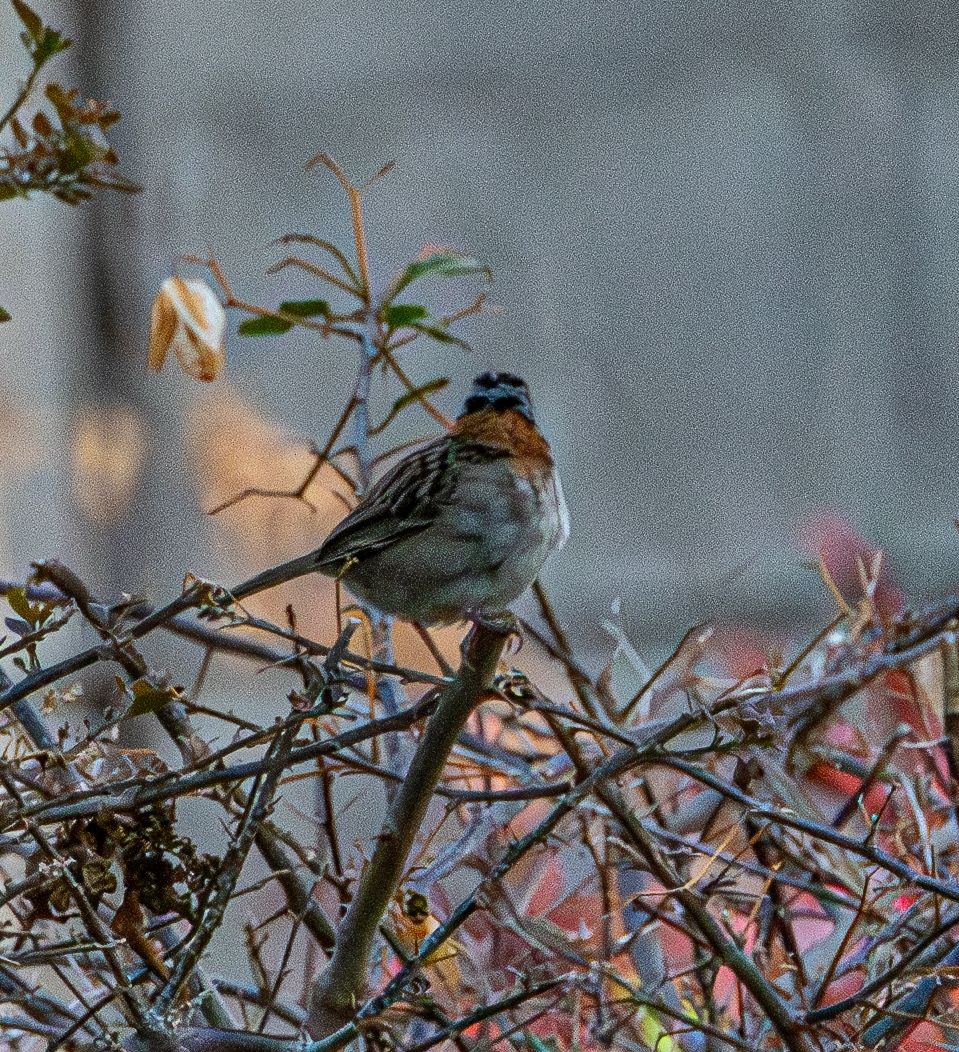 rustkragespurv - ML643642019
