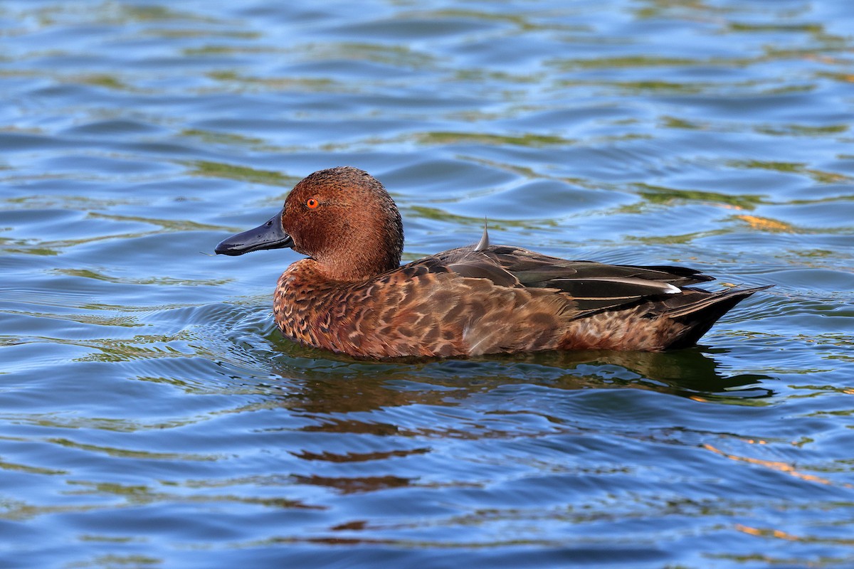 Cinnamon Teal - ML643642030