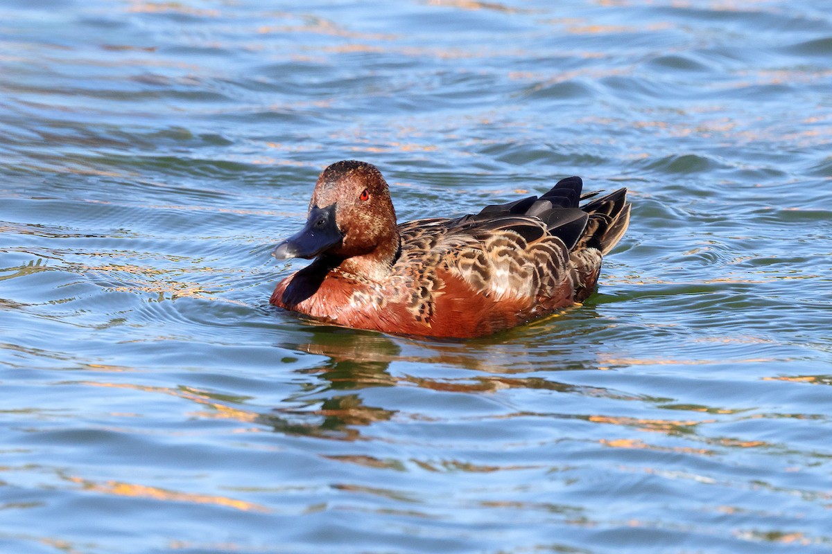 Cinnamon Teal - ML643642031