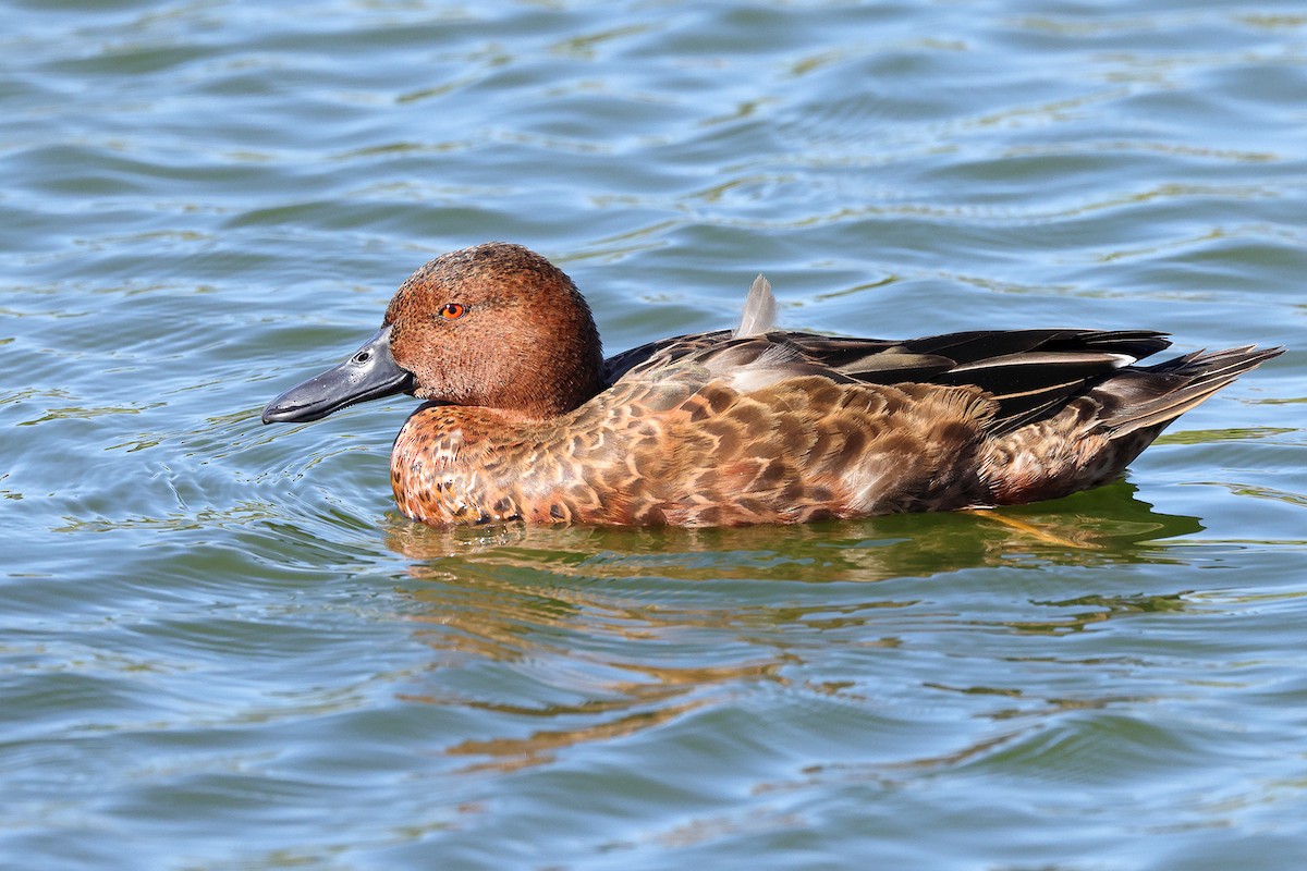 Cinnamon Teal - ML643642032
