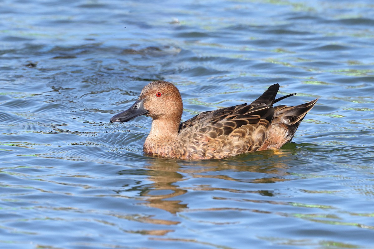 Cinnamon Teal - ML643642033