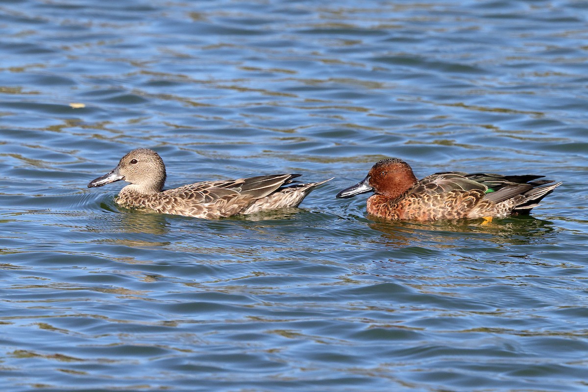 Cinnamon Teal - ML643642034