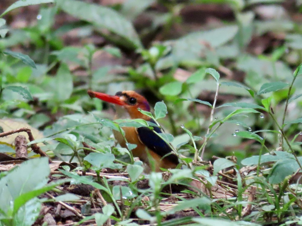 African Dwarf Kingfisher - ML643642071