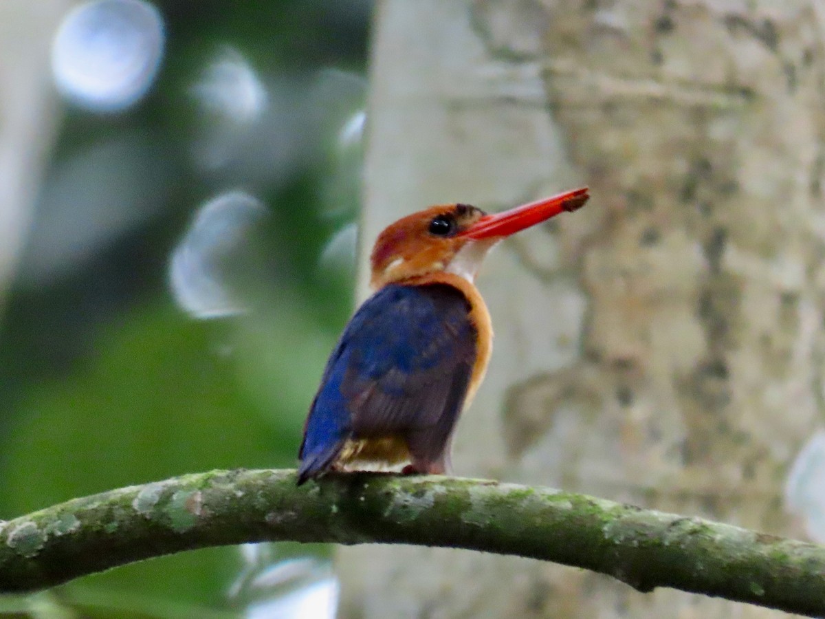 African Dwarf Kingfisher - ML643642072